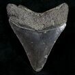 Juvenile Megalodon Tooth - South Carolina #10665-2